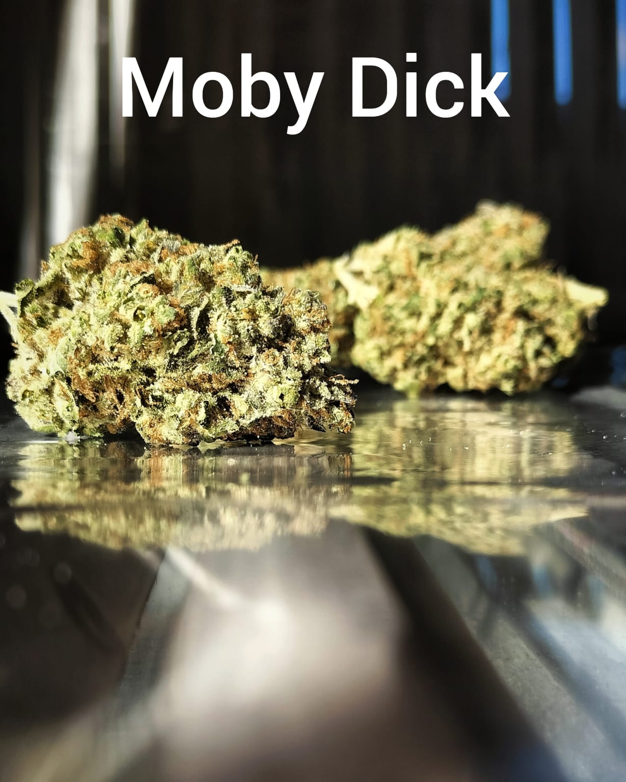 Mobi-Dick